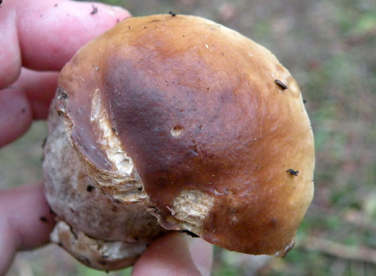 Tutti Boletus edulis?